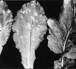 Leaf Spots